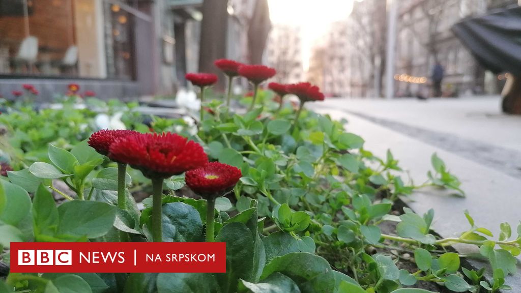 111372584_usamljeni-cvetovi.jpg