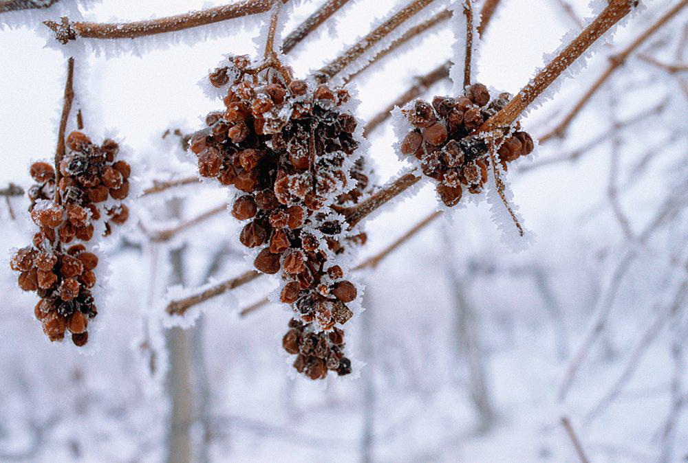 Frozen-Grapes-Peller-1.jpg