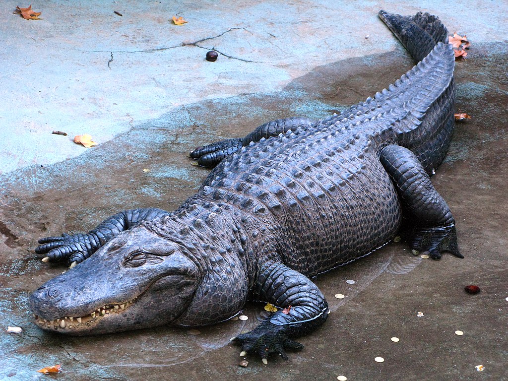 1024px-Alligator_Muja_Belgrade_Zoo.jpg