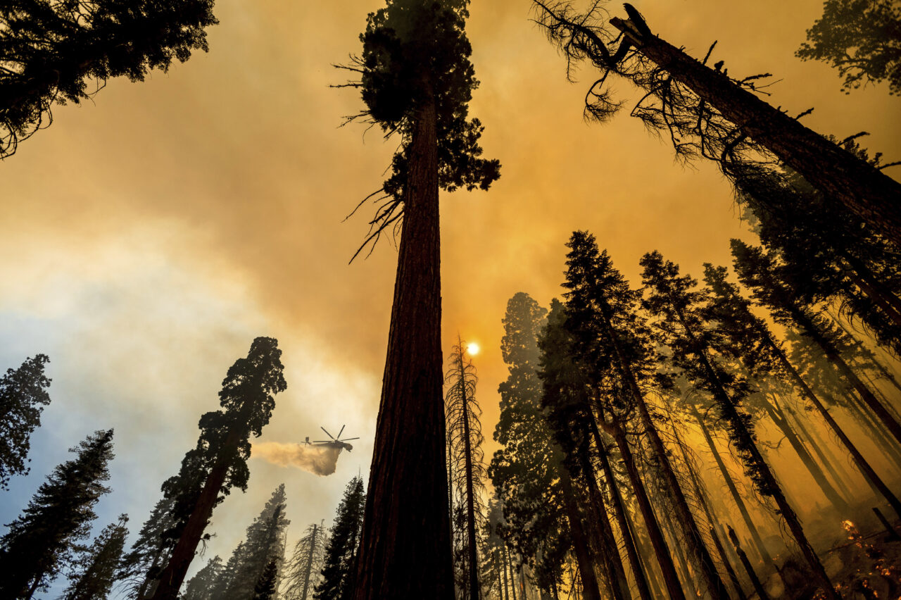 California Wildfires Giant Sequoias