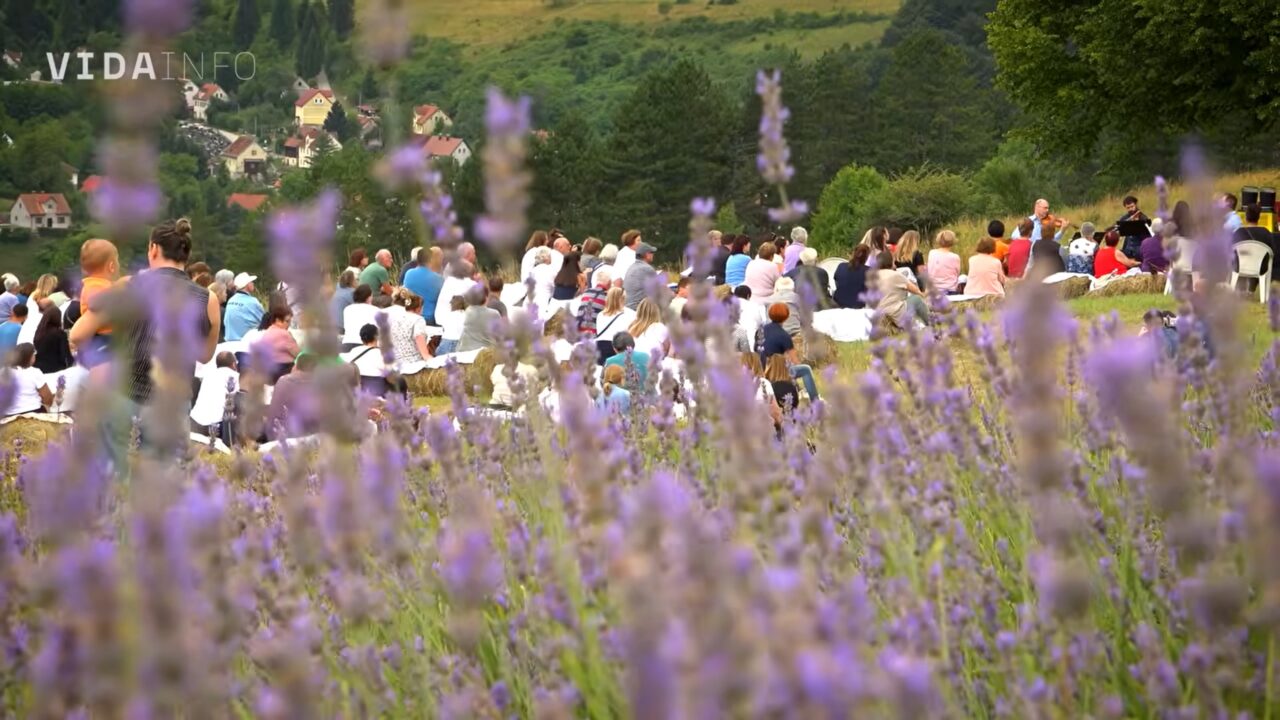 lavanda