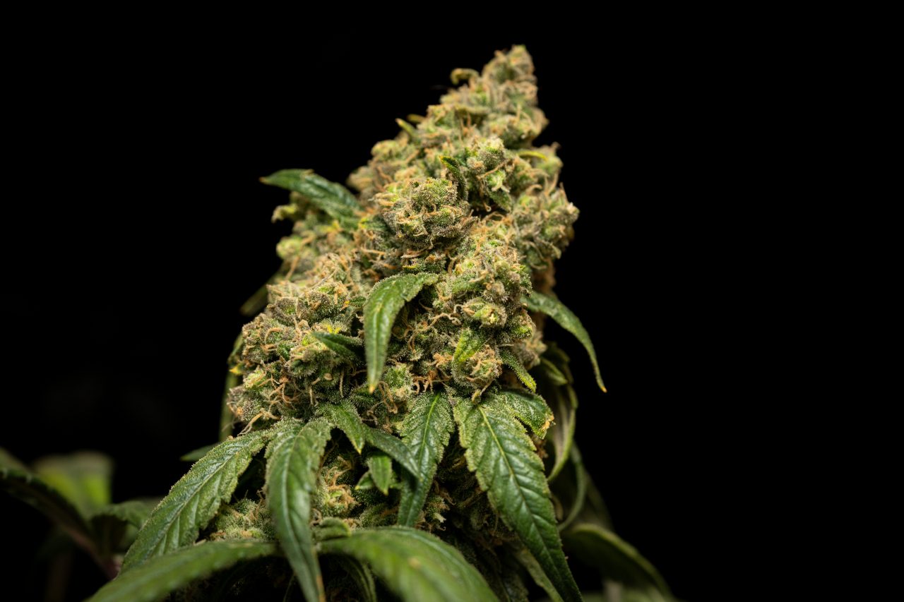 crystalweed-cannabis-SVXfEGBVzds-unsplash-1280x853.jpg